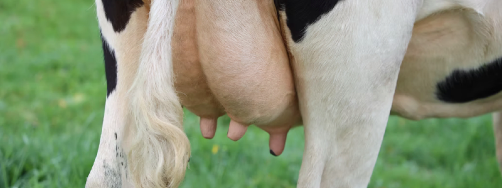 aparat de muls vaci bun