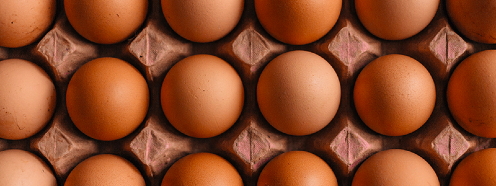 incubator de oua bun