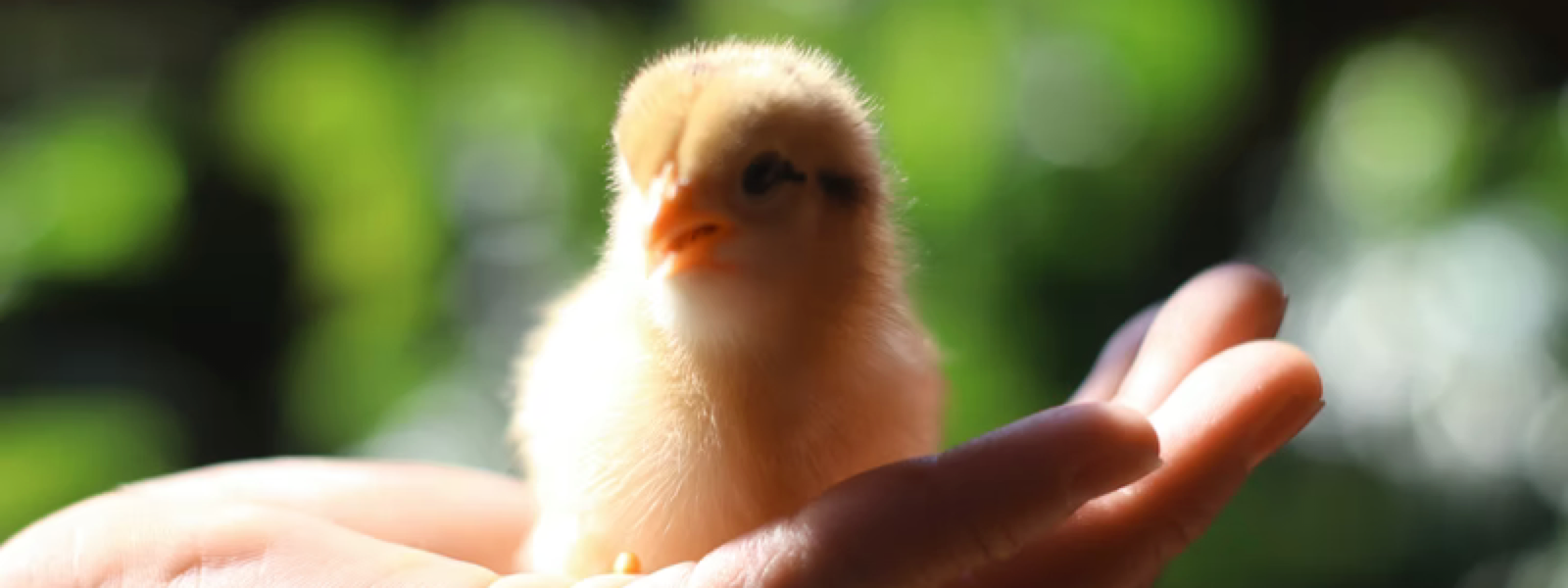 incubatoare de oua bune