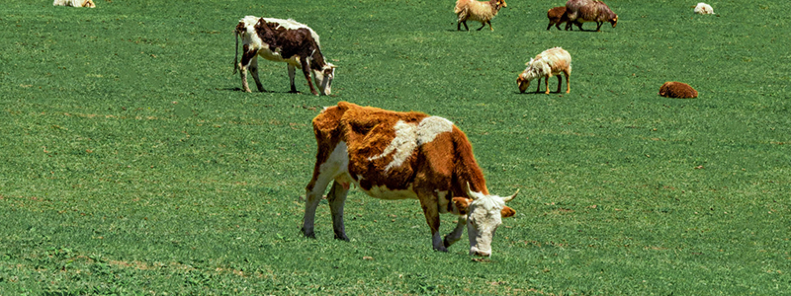 mulgatoare vaci de top