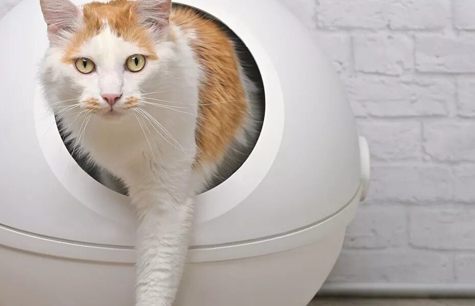Cea mai buna litiera automata pentru pisici